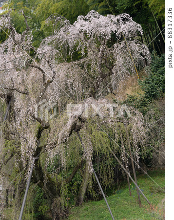 早朝の多摩市鶴牧西公園内シダレザクラ 88317336