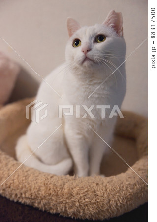 そっぽ向く白猫 そっぽ向く白猫 88317500
