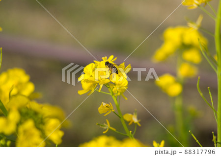 菜の花とミツバチ 菜の花とミツバチ 88317796