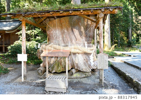 【森町 小國神社の御神木『大杉』の根株】 【森町 小國神社の御神木『大杉』の根株】 88317945