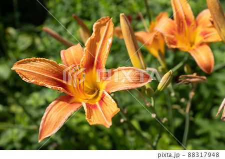Orange lily flowers, close up. Blooming tiger lilies growing for publication, design, poster, calendar, post, screensaver, wallpaper, postcard, card, banner, cover, website. High quality photography Orange lily flowers, close up. Blooming tiger lilies growing for publication, design, poster, calendar, post, screensaver, wallpaper, postcard, card, banner, cover, website. High quality photography 88317948