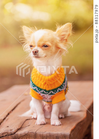 White chihuahua puppy in red spots on the bench. Chihuahua in a yellow sweater. Pet. 88317979