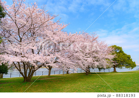 （埼玉県）戸田市・道満グリーンパークに咲く満開の桜 88318193