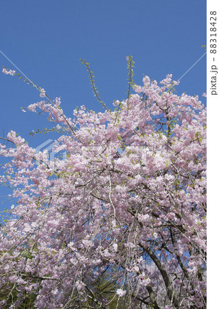 日本の桜 色々 鹿児島県出水市 日本の桜 色々 鹿児島県出水市 88318428