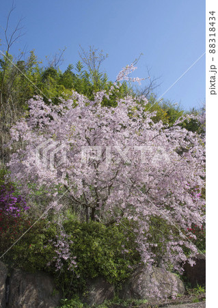 日本の桜 色々 鹿児島県出水市 日本の桜 色々 鹿児島県出水市 88318434