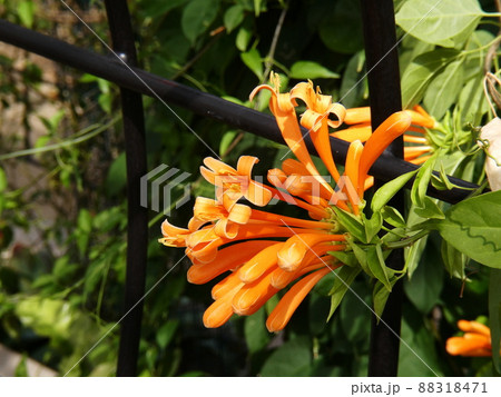 カエンカズラ　flamevine 88318471