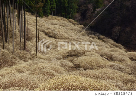 ミツマタ群生地 88318473