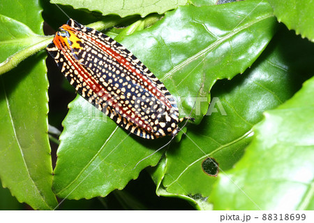 ビロードハマキ 88318699