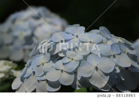 紫陽花 88318863