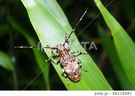 ナガゴマフカミキリ ナガゴマフカミキリ 88318985
