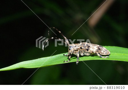 ナガゴマフカミキリ ナガゴマフカミキリ 88319010