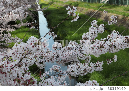 川と桜 88319149