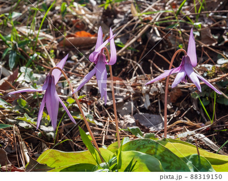 カタクリの花 カタクリの花 88319150