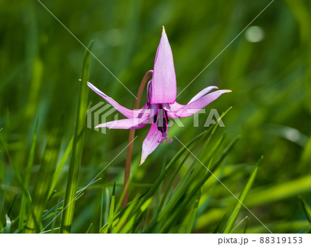 カタクリの花 カタクリの花 88319153