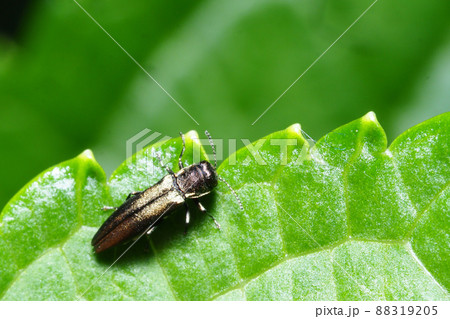 ナガタマムシの一種 88319205