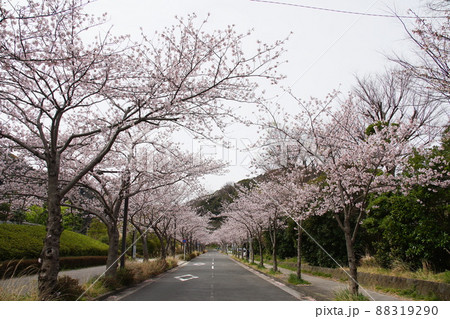 神明公園横の桜　Cherry blossom 88319290