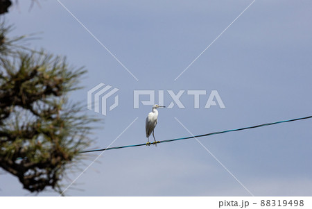 EOSRP.広島福山、サギの綱渡り。 EOSRP.広島福山、サギの綱渡り。 88319498