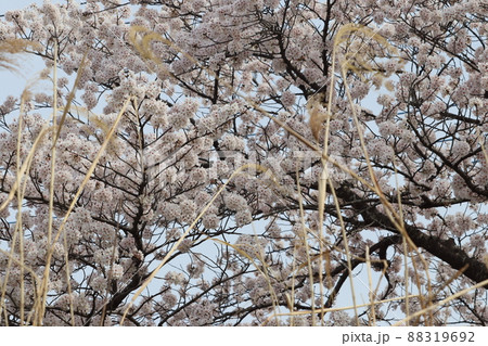 古利根川の河川敷の桜 古利根川の河川敷の桜 88319692