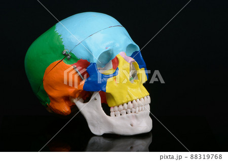 Three quarters view of coloured plastic educational model of a human skull on black background. Three quarters view of coloured plastic educational model of a human skull on black background. 88319768
