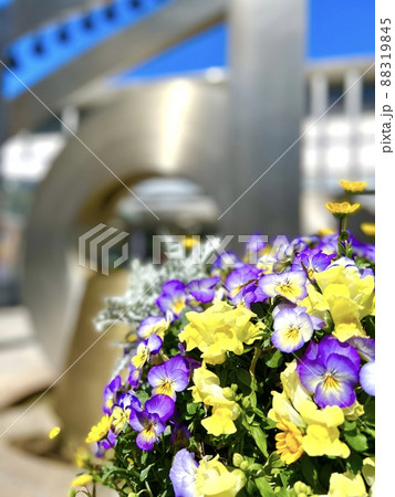 花の街の浜松駅南のきれいな花パンジー 花の街の浜松駅南のきれいな花パンジー 88319845