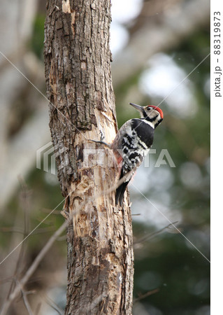 オオアカゲラ、大赤啄木鳥、エゾオオアカゲラ アカゲラ 北海道野鳥 オオアカゲラ、大赤啄木鳥、エゾオオアカゲラ アカゲラ 北海道野鳥 88319873