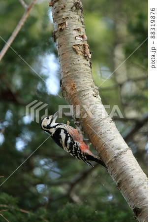 オオアカゲラ、大赤啄木鳥、エゾオオアカゲラ アカゲラ 北海道野鳥 オオアカゲラ、大赤啄木鳥、エゾオオアカゲラ アカゲラ 北海道野鳥 88319876