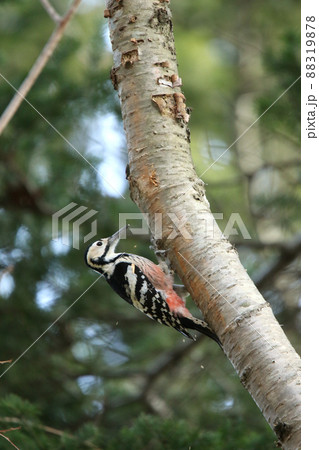 オオアカゲラ、大赤啄木鳥、エゾオオアカゲラ　アカゲラ　北海道野鳥 88319878