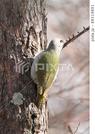ヤマゲラ　♀　キツツキ　山啄木鳥、山緑啄木鳥　北海道の野鳥 88319891