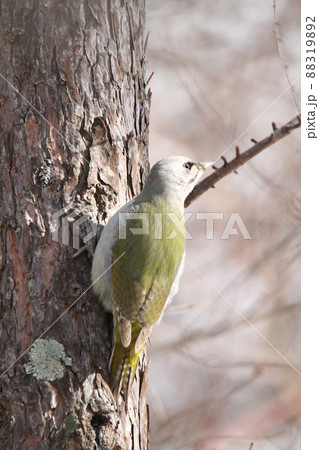ヤマゲラ ♀ キツツキ 山啄木鳥、山緑啄木鳥 北海道の野鳥 ヤマゲラ ♀ キツツキ 山啄木鳥、山緑啄木鳥 北海道の野鳥 88319892