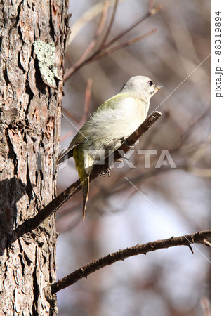 ヤマゲラ　♀　キツツキ　山啄木鳥、山緑啄木鳥　北海道の野鳥 88319894