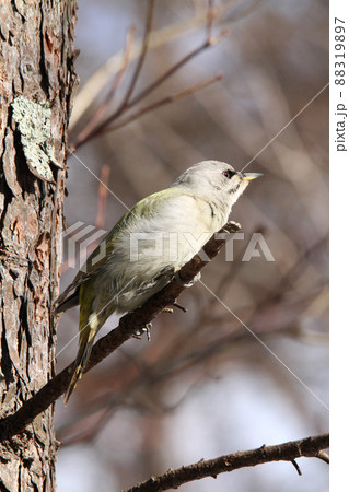 ヤマゲラ　♀　キツツキ　山啄木鳥、山緑啄木鳥　北海道の野鳥 88319897