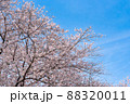 青空と桜 88320011