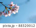 青空を背景にした桜 88320012