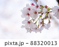 ふんわり浮かび上がる桜 88320013
