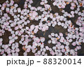 水面に浮かぶ桜の花びら 88320014