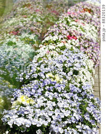 街中で咲く色とりどりのパンジーの花々 88320139