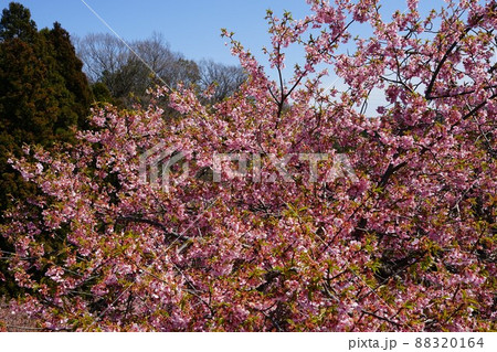 福島県いわき市の21世紀の森公園の桜の風景 福島県いわき市の21世紀の森公園の桜の風景 88320164
