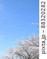 桜と飛行機雲(縦構図) 88320282