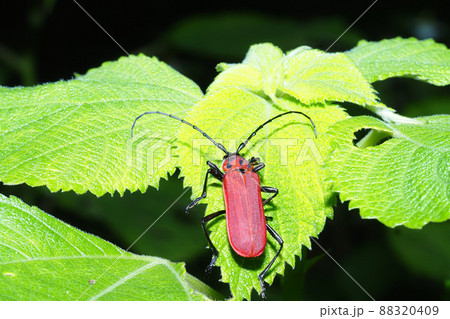 ベニカミキリ 88320409