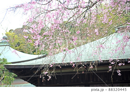 鎌倉 瑞泉寺の春 鎌倉 瑞泉寺の春 88320445