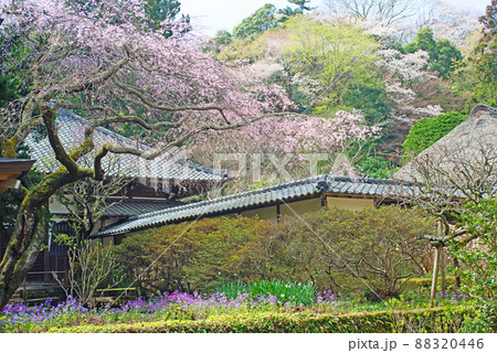北鎌倉 浄智寺の春 北鎌倉 浄智寺の春 88320446