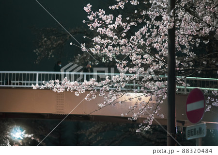国立市大学通りの夜桜と歩道橋 国立市大学通りの夜桜と歩道橋 88320484
