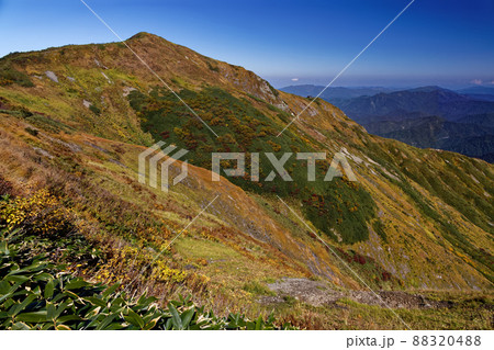 中ノ岳への縦走路から望む草紅葉の越後駒ヶ岳 88320488