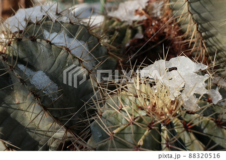 屋外栽培で雪を被ったサボテン 屋外栽培で雪を被ったサボテン 88320516