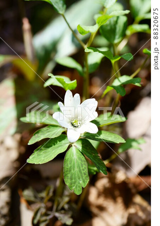 3044　アズマイチゲ 88320675