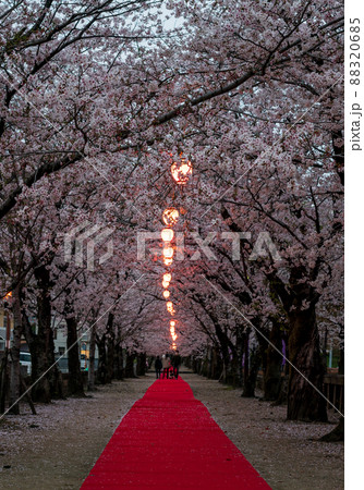 菊池神社の参道に赤い絨毯と夜桜と祭りの提灯が浮かび上がる風景 88320685