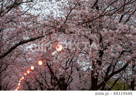 菊池神社の参道に赤い絨毯と夜桜と祭りの提灯が浮かび上がる風景 菊池神社の参道に赤い絨毯と夜桜と祭りの提灯が浮かび上がる風景 88320686