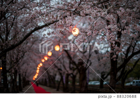 菊池神社の参道に赤い絨毯と夜桜と祭りの提灯が浮かび上がる風景 菊池神社の参道に赤い絨毯と夜桜と祭りの提灯が浮かび上がる風景 88320688