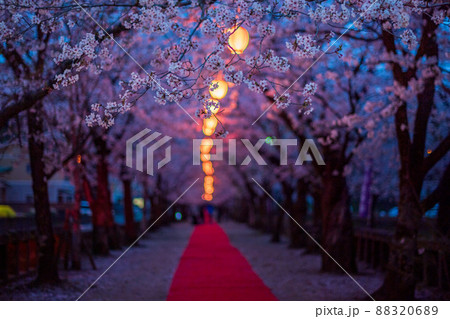 菊池神社の参道に赤い絨毯と夜桜と祭りの提灯が浮かび上がる風景 菊池神社の参道に赤い絨毯と夜桜と祭りの提灯が浮かび上がる風景 88320689