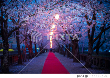 菊池神社の参道に赤い絨毯と夜桜と祭りの提灯が浮かび上がる風景 菊池神社の参道に赤い絨毯と夜桜と祭りの提灯が浮かび上がる風景 88320690